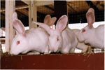 Кролики - акселераты